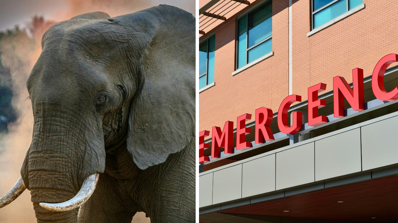 Elefante fa irruzione in ospedale
