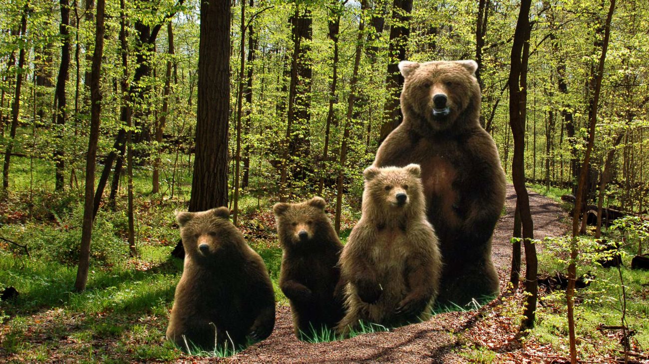 famiglia orsi